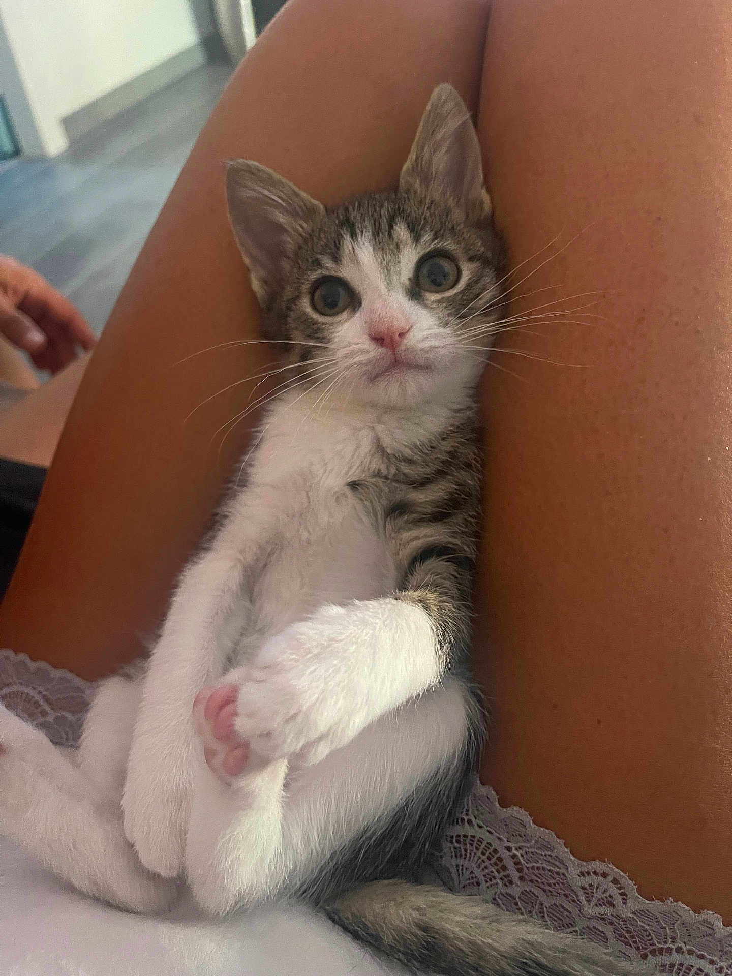 June a rejoint le concours — aidez-le/la à gagner de superbes lots ! kitten, cat, pet, animal, fur, legs, human, indoor, cute, relaxed, white_fur, striped_fur, paw, pink_paw, whiskers, face, eyes, nose, tail, lace
