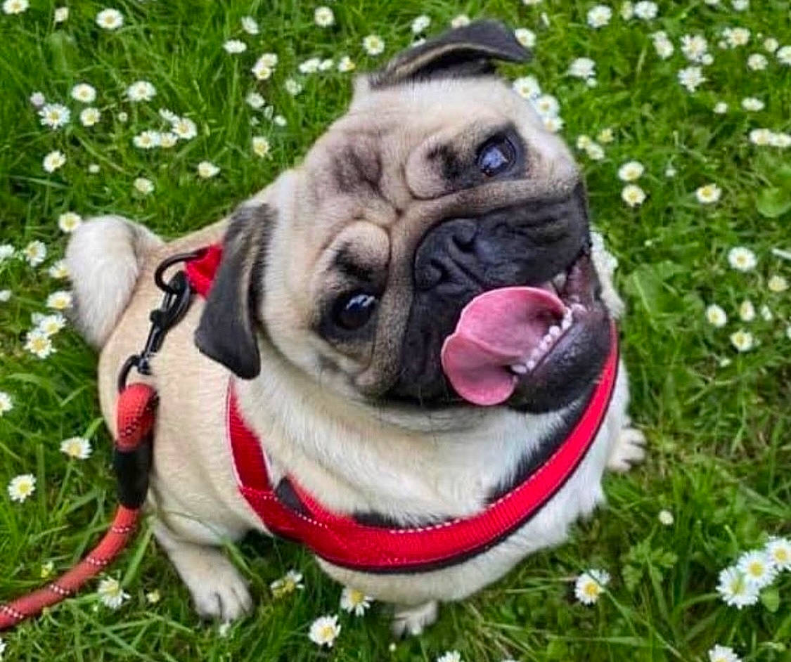 Dutch is registered to the contest to win money with this photo: canidae, carnivore, collar, companion_dog, dog, dog_breed, dog_collar, event, fawn, flower, grass, groundcover, lawn, leash, plant, pug, snout, sporting_group, working_animal, wrinkle