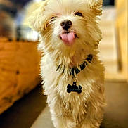 Mogwai is registered to the contest to win money with this photo: dog, puppy, tongue_out, fluffy, indoor, collar, pet, cute, small_dog, shaggy_fur, carpet, playful, animal, domestic_animal, friendly, canine, pet_tag, standing, adorable, fur