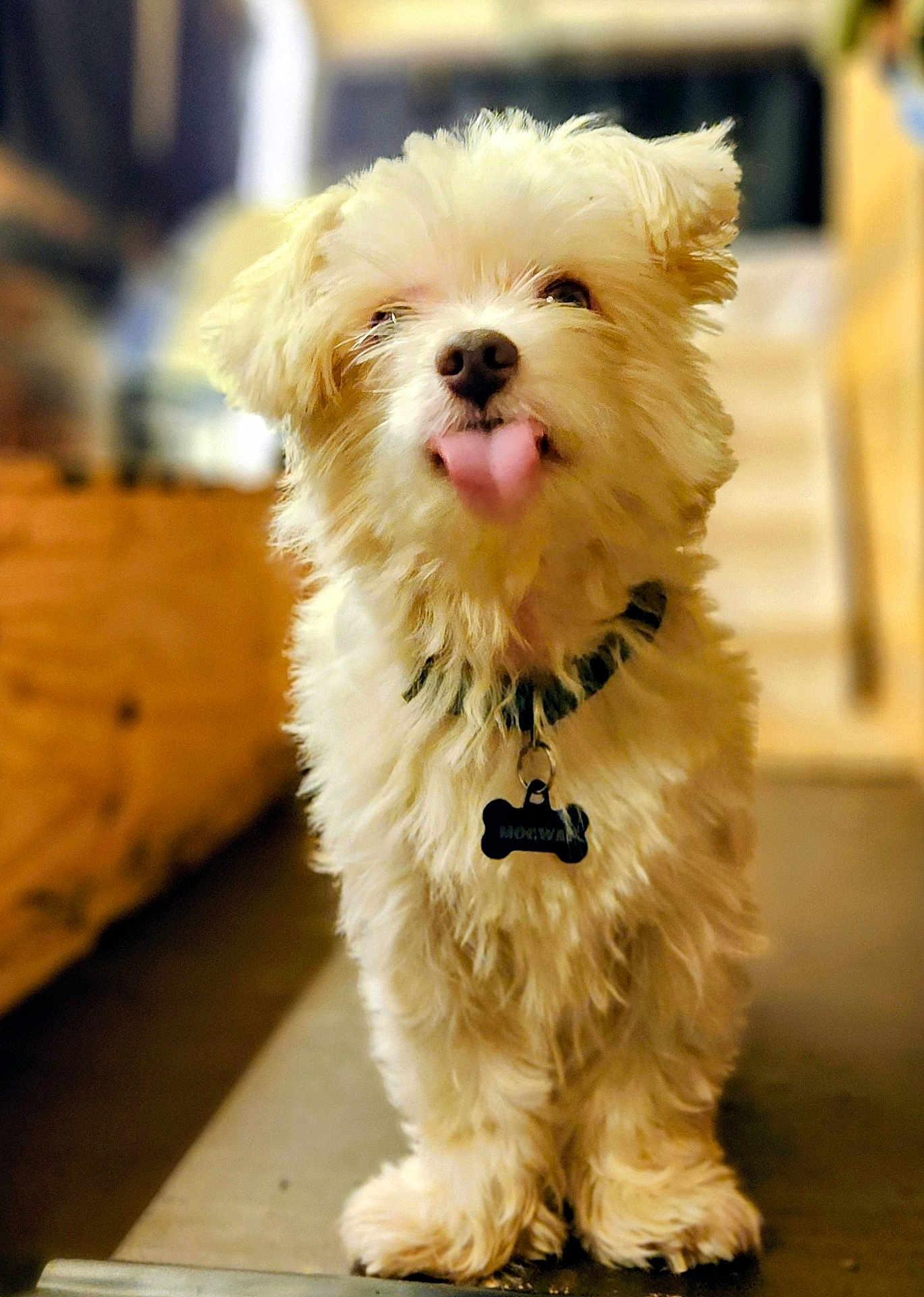 Mogwai is registered to the contest to win money with this photo: dog, puppy, tongue_out, fluffy, indoor, collar, pet, cute, small_dog, shaggy_fur, carpet, playful, animal, domestic_animal, friendly, canine, pet_tag, standing, adorable, fur