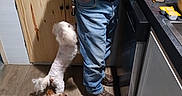 Snowball is registered to the contest to win money with this photo: man, dog, kitchen, floor, casual_clothing, jeans, green_shirt, brown_shoes, french_fries, fast_food, mcdonalds, snacks, counter, cabinet, wood_floor, small_dog, white_dog, brown_dog, standing_dog, looking_up