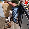 brown_dog, brown_shoes, cabinet, casual_clothing, counter, dog, fast_food, floor, french_fries, green_shirt, jeans, kitchen, looking_up, man, mcdonalds, small_dog, snacks, standing_dog, white_dog, wood_floor