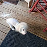 Snowball is registered to the contest to win money with this photo: dog, blur, motion, wooden_floor, doormat, porch, chair, stool, pet, white_dog, outdoor, animal, furniture, shaking_head, blurred_face, playful, motion_blur, domestic_animal, wood, black_mat