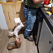 Snowball is registered to the contest to win money with this photo: dog, dogs, kitchen, person, food, floor, cabinet, counter, delivery_bag, condiments, jeans, shoes, keys, wood_floor, small_dog, white_dog, brown_dog, waiting, standing, preparing_food