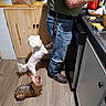 dog, dogs, kitchen, person, food, floor, cabinet, counter, delivery_bag, condiments, jeans, shoes, keys, wood_floor, small_dog, white_dog, brown_dog, waiting, standing, preparing_food