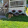 daylight, dog, fence, flowers, garden, grass, greenery, home, nature, outdoor, pet, plant_pots, porch, relaxing, shadows, summer, sunflowers, sunlight, wooden_stairs, yard