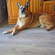 Lille is registered to the contest to win money with this photo: dog, indoor, wooden_floor, wooden_cabinet, television, relaxed, pet, animal, living_room, brown_dog, ears_up, flooring, domestic, canine, resting, furniture, home, companion, quiet, calm