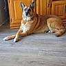 dog, indoor, wooden_floor, wooden_cabinet, television, relaxed, pet, animal, living_room, brown_dog, ears_up, flooring, domestic, canine, resting, furniture, home, companion, quiet, calm