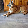 dog, canine, pet, indoor, wooden_floor, wooden_cabinet, furniture, brown_dog, relaxed, laying_down, side_view, ears_up, alert, domestic_animal, companion, flooring, living_room, home_interior, quiet, calm