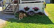 Lille is registered to the contest to win money with this photo: dog, grass, flowers, porch, wooden_stairs, sunlight, greenery, outdoor, pet, relaxed, nature, garden, sunflower, potted_plants, daylight, house, yard, canine, resting, summer