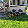 canine, daylight, dog, flowers, garden, grass, greenery, house, nature, outdoor, pet, porch, potted_plants, relaxed, resting, summer, sunflower, sunlight, wooden_stairs, yard