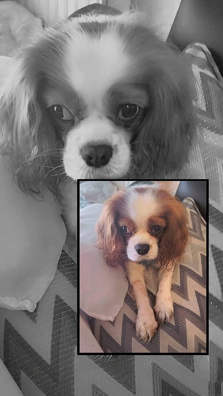 Joy participe au concours pour gagner de l'argent avec cette photo : black, canidae, carnivore, companion_dog, dog, dog_breed, dog_supply, fur, liver, mammal, monochrome_photography, pattern, snout, sporting_group, style, toy_dog, white, working_animal