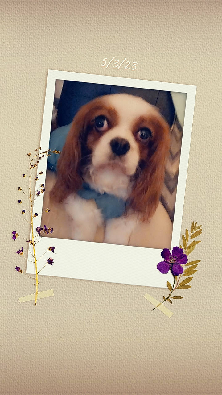 Joy a rejoint le concours — aidez-le/la à gagner de superbes lots ! canidae, carnivore, cavalier_king_charles_spaniel, companion_dog, dog, dog_breed, dog_supply, fawn, font, fur, illustration, king_charles_spaniel, liver, pattern, petal, rectangle, snout, sporting_group, toy_dog, working_animal