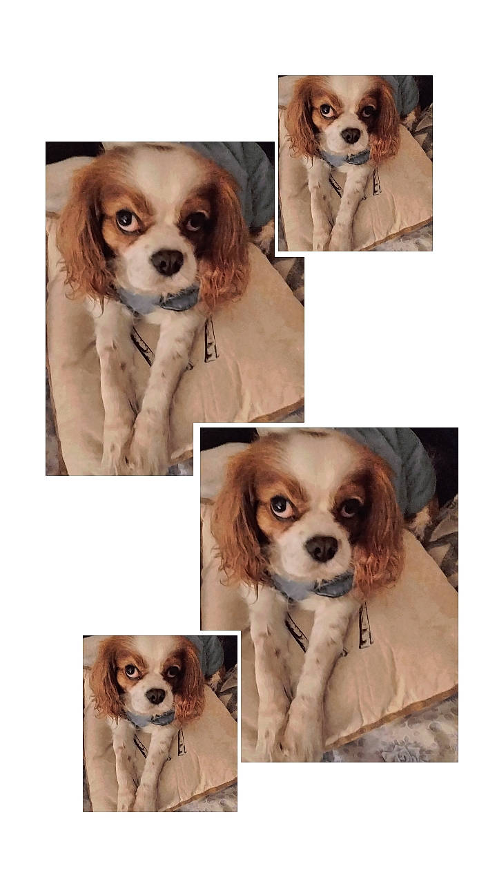 Joy a rejoint le concours — aidez-le/la à gagner de superbes lots ! art, canidae, carnivore, collage, collar, companion_dog, dog, dog_breed, dog_supply, eyewear, fashion_accessory, fur, liver, mammal, snout, sporting_group, toy_dog, vertebrate, white, working_animal