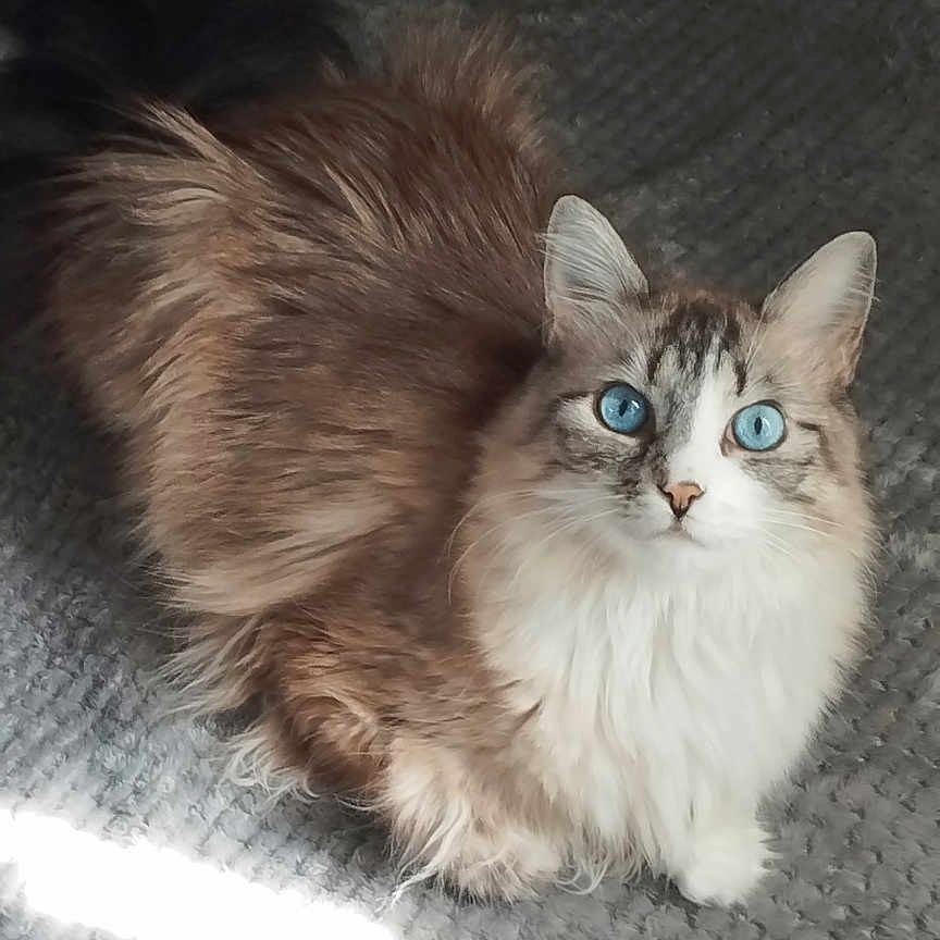 Pounky participe au concours pour gagner de l'argent avec cette photo : animal, blanket, blue_eyes, cat, close_up, cozy, curious, cute, domestic_animal, feline, fluffy, fur, home, indoor, pet, portrait, relaxed, sitting, soft_light, whiskers