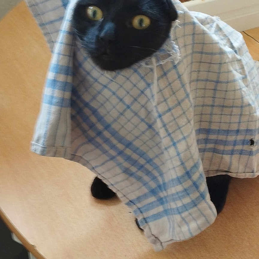 Nala