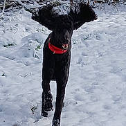 Lebeaux is registered to the contest to win money with this photo: dog, black_dog, running, snow, winter, outdoor, animal, pet, collar, playful, ears, nature, daylight, motion, fur, canine, active, joyful, cold, landscape
