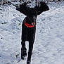 dog, black_dog, running, snow, winter, outdoor, animal, pet, collar, playful, ears, nature, daylight, motion, fur, canine, active, joyful, cold, landscape