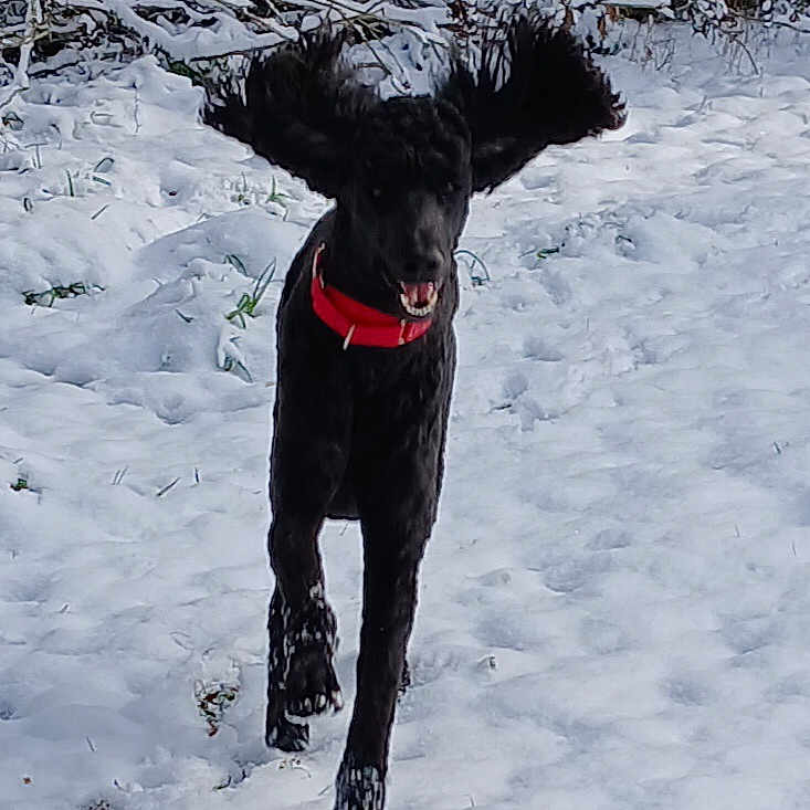 Lebeaux is registered to the contest to win money with this photo: active, animal, black_dog, canine, cold, collar, daylight, dog, ears, fur, joyful, landscape, motion, nature, outdoor, pet, playful, running, snow, winter