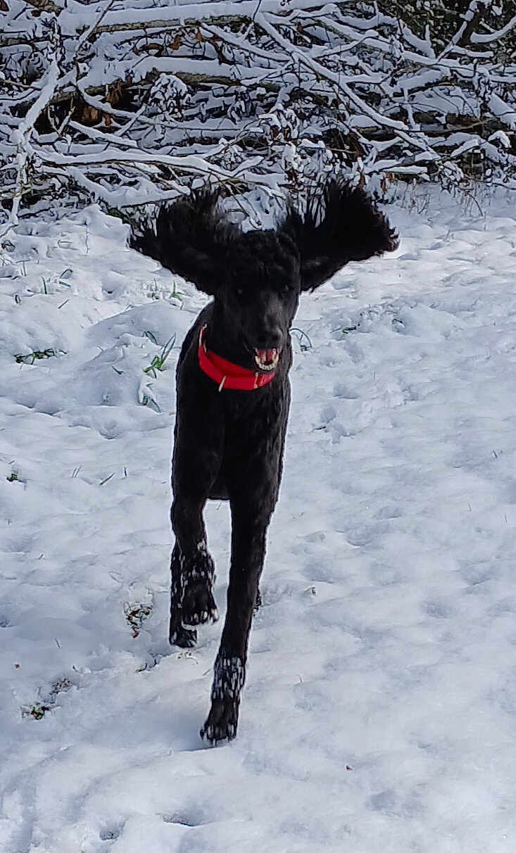 Lebeaux is registered to the contest to win money with this photo: dog, black_dog, running, snow, winter, outdoor, animal, pet, collar, playful, ears, nature, daylight, motion, fur, canine, active, joyful, cold, landscape