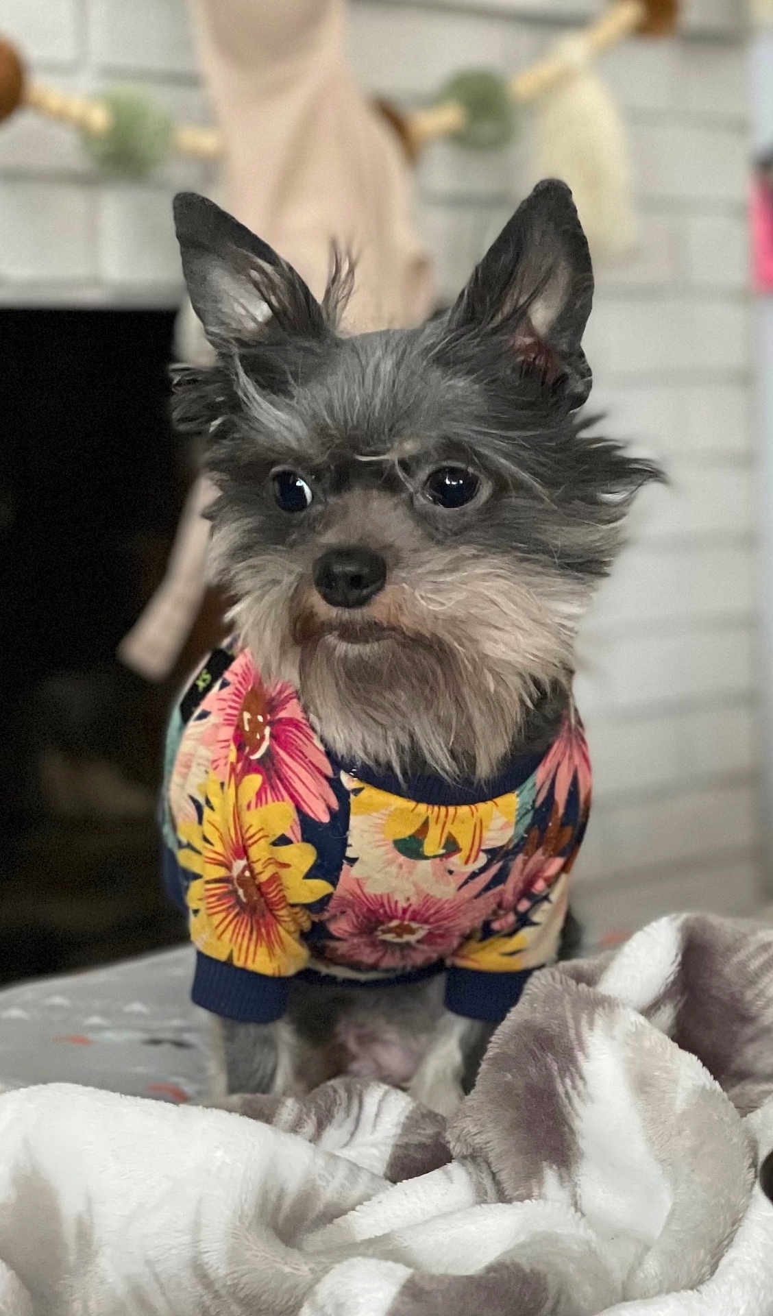 Gus joined the competition — help win amazing prizes! dog, small_dog, fluffy_fur, gray_fur, sweater, floral_pattern, clothing, blanket, indoor, cozy, pet, animal, cute, ears, eyes, face, portrait, sitting, soft_texture, curious