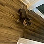 dog, small_dog, indoor, wooden_floor, hallway, pet, fur, curious, ears, trim, doorway, flooring, brown, light, animal, companion, cute, looking_up, standing, home
