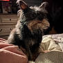 Gus is registered to the contest to win money with this photo: dog, small_dog, indoor, blanket, fur, pet, animal, cozy, bedroom, furniture, curious, soft_light, cute, scruffy, ears, sitting, warm, fluffy, beard, companion