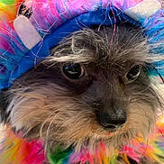 Gus joined the competition — help win amazing prizes! dog, pet, close_up, colorful, hat, furry, animal, costume, cute, portrait, whiskers, face, fluffy, indoors, small_dog, fur, eyes, nose, multicolor, fashion