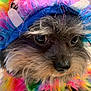 Gus joined the competition — help win amazing prizes! dog, pet, close_up, colorful, hat, furry, animal, costume, cute, portrait, whiskers, face, fluffy, indoors, small_dog, fur, eyes, nose, multicolor, fashion