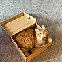 Gordy joined the competition — help win amazing prizes! animal, box, cardboard_box, carpet, cat, collar, curious, cute, domestic_animal, ears, feline, fur, home, indoor, looking_up, orange_tabby, pet, relaxed, sitting, whiskers