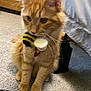 Gordy joined the competition — help win amazing prizes! animal, bee_toy, carpet, cat, collar, curious, cute, ears, feline, indoor, kitten, orange_tabby, paws, pet, playful, red_tag, small, toy, whiskers, young