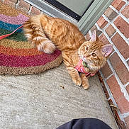 Gordy is registered to the contest to win money with this photo: animal, brick_wall, cat, closeup, curious, domestic_cat, door, doormat, fur, harness, leash, orange_tabby, outdoor, paws, pet, portrait, rainbow, relaxed, side_view, whiskers