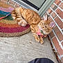animal, brick_wall, cat, closeup, curious, domestic_cat, door, doormat, fur, harness, leash, orange_tabby, outdoor, paws, pet, portrait, rainbow, relaxed, side_view, whiskers