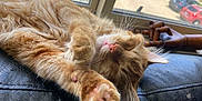 Gordy is registered to the contest to win money with this photo: cat, closeup, cozy, feline, fur, home, indoor, leather_couch, orange_tabby, paw, pet, pink_nose, quiet, relaxing, resting, sleeping, sunlight, whiskers, window, wooden_hand_model