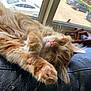 cat, closeup, cozy, feline, fur, home, indoor, leather_couch, orange_tabby, paw, pet, pink_nose, quiet, relaxing, resting, sleeping, sunlight, whiskers, window, wooden_hand_model