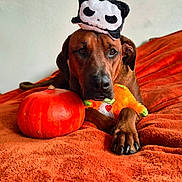 Twix a rejoint le concours — aidez-le/la à gagner de superbes lots ! dog, brown_dog, orange_blanket, pumpkin, plush_toy, stuffed_animal, skull_hat, indoor, pet, animal, cute, lying_down, front_paws, orange, decor, fall, autumn, costume, funny_hat, portrait