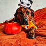 dog, brown_dog, orange_blanket, pumpkin, plush_toy, stuffed_animal, skull_hat, indoor, pet, animal, cute, lying_down, front_paws, orange, decor, fall, autumn, costume, funny_hat, portrait