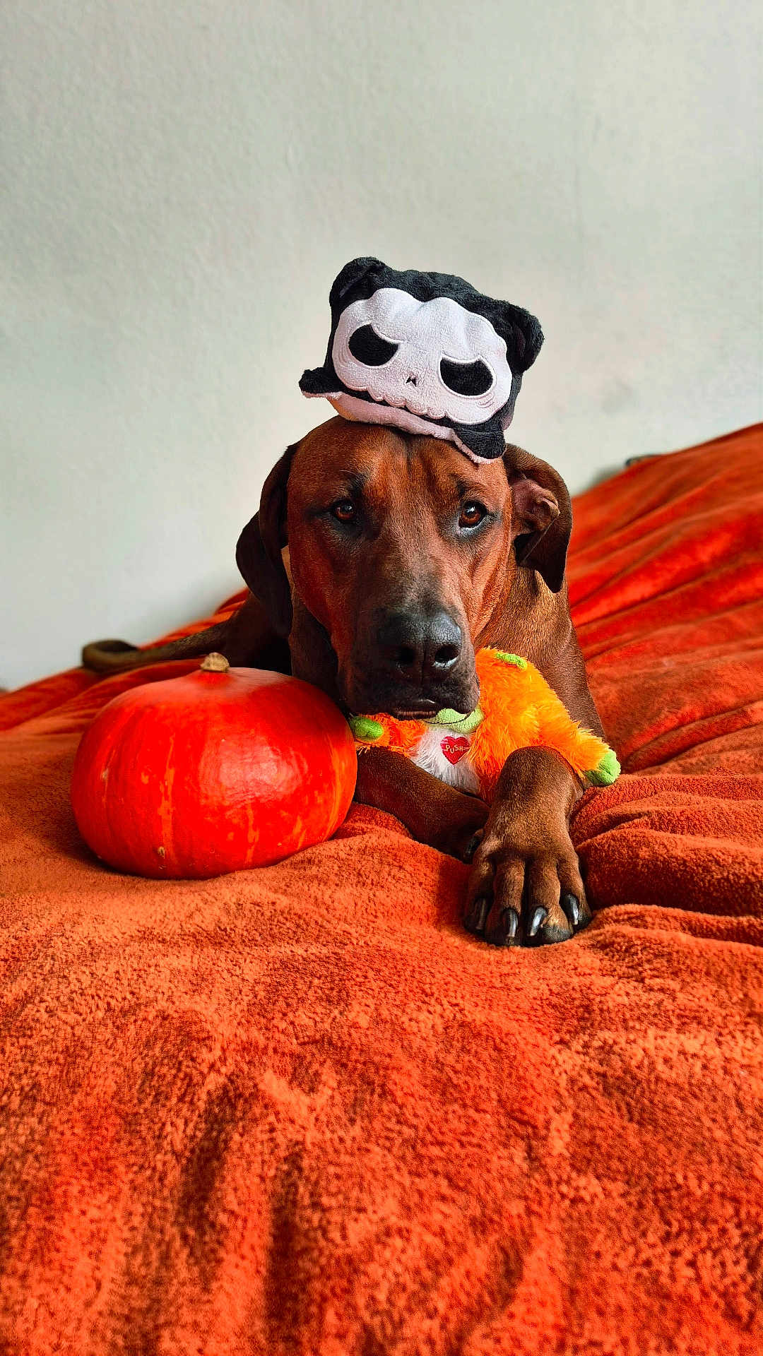 Twix a rejoint le concours — aidez-le/la à gagner de superbes lots ! dog, brown_dog, orange_blanket, pumpkin, plush_toy, stuffed_animal, skull_hat, indoor, pet, animal, cute, lying_down, front_paws, orange, decor, fall, autumn, costume, funny_hat, portrait
