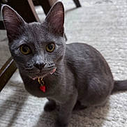 Luna joined the competition — help win amazing prizes! animal, carpet, cat, charm, close_up, collar, curious, cute, domestic_cat, ears, feline, furniture, gray_cat, indoor, pet, strawberry, tail, whiskers, yellow_eyes, young_cat