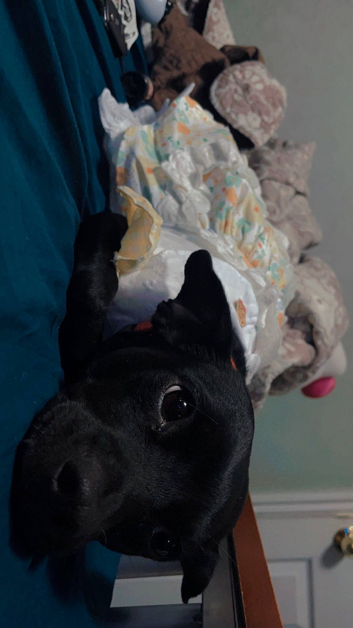 Xina joined the competition — help win amazing prizes! canidae, carnivore, companion_dog, costume_hat, creative_arts, dog, dog_breed, ear, electric_blue, fashion_accessory, fawn, grey, hat, non_sporting_group, pet_supply, snout, sporting_group, terrestrial_animal, whiskers, working_animal