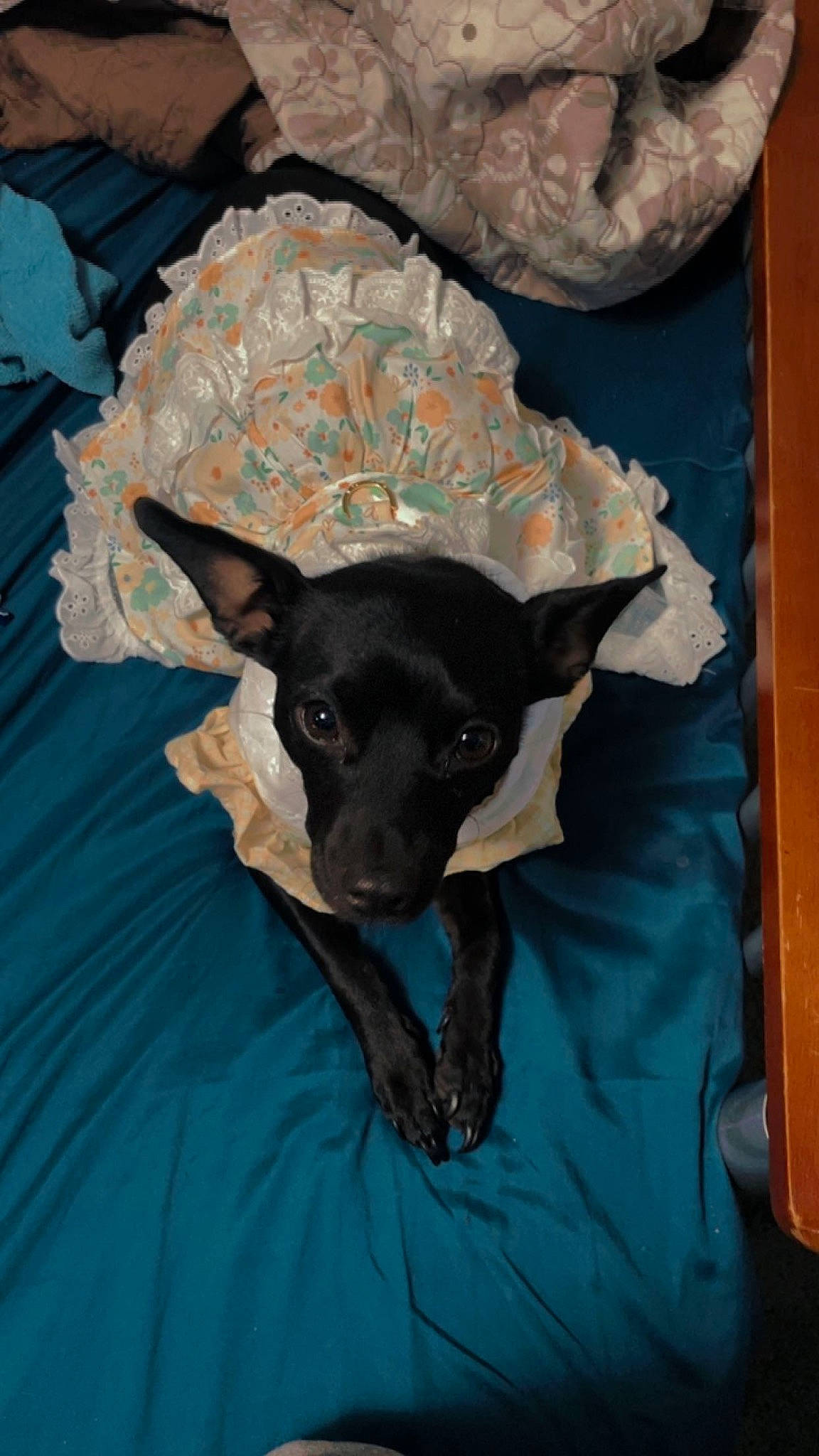 Xina joined the competition — help win amazing prizes! bed, canidae, carnivore, comfort, companion_dog, dog, dog_breed, dog_supply, fawn, fur, grey, guard_dog, linens, pattern, room, snout, sporting_group, toy_dog, whiskers, working_animal