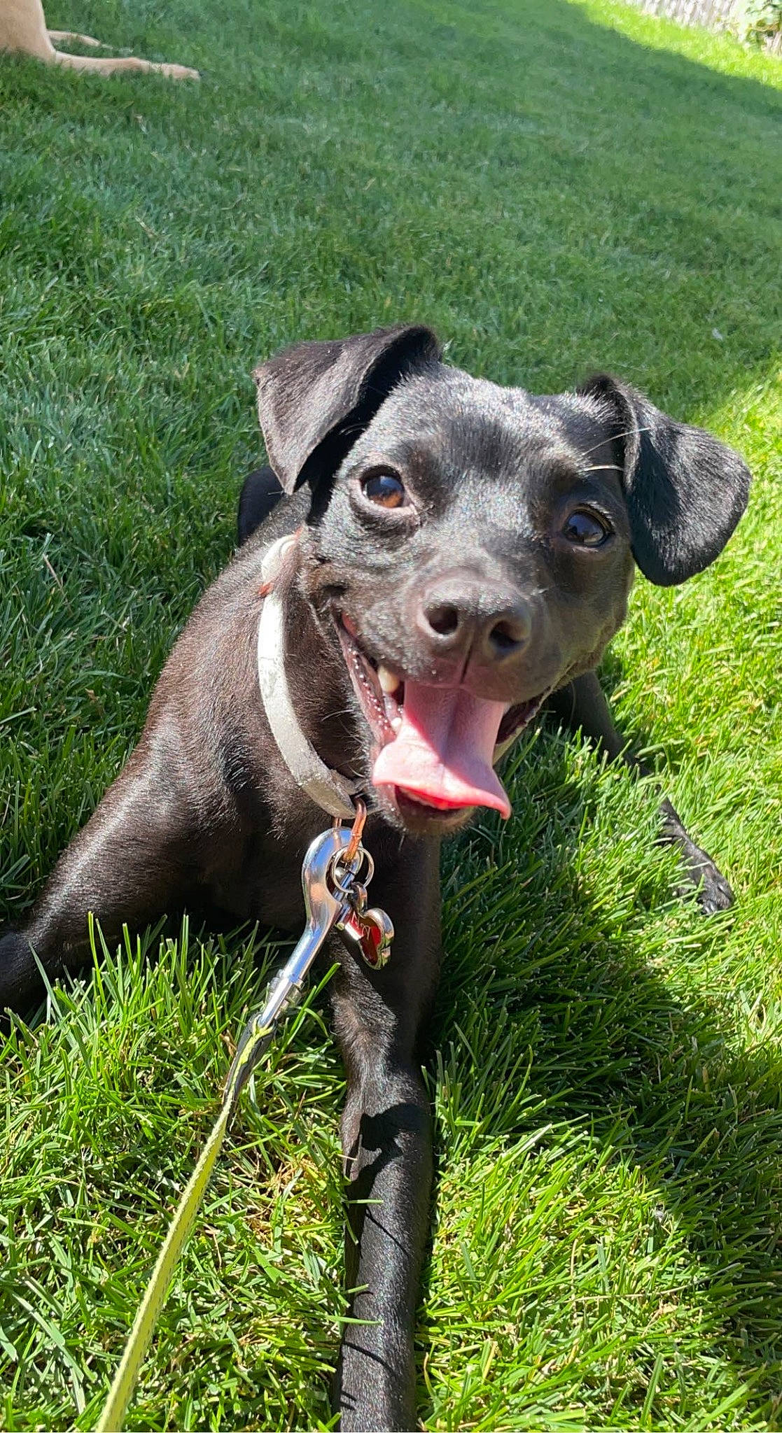 Xina joined the competition — help win amazing prizes! carnivore, collar, companion_dog, dog, dog_breed, dog_collar, fawn, grass, grassland, groundcover, leash, liver, pet_supply, plant, snout, sporting_group, tail, terrestrial_animal, whiskers, working_animal