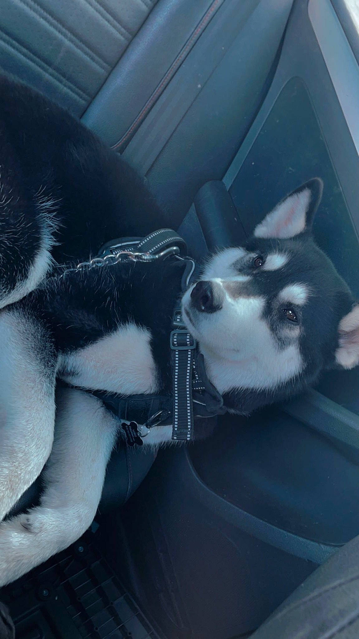 Lobo is registered to the contest to win money with this photo: automotive_design, carnivore, comfort, companion_dog, dog, dog_breed, ear, felidae, foot, fur, grey, human_body, human_leg, jaw, leg, small_to_medium_sized_cats, snout, tail, tints_and_shades, whiskers