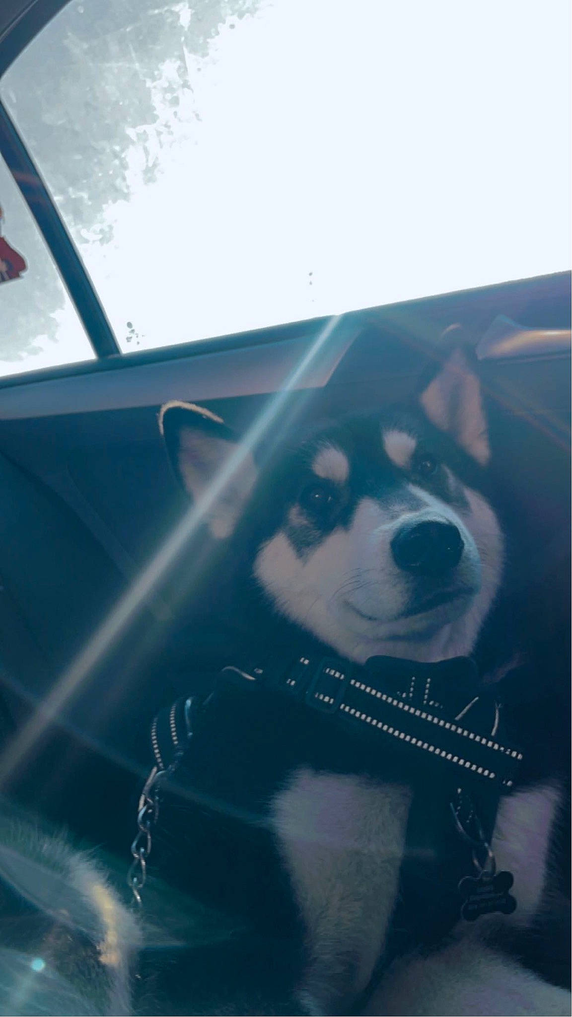 Lobo is registered to the contest to win money with this photo: automotive_design, automotive_exterior, automotive_lighting, carnivore, companion_dog, dog, dog_breed, eyewear, fawn, goggles, hood, plant, sky, snout, sporting_group, sunglasses, tints_and_shades, tree, vehicle_door, windshield