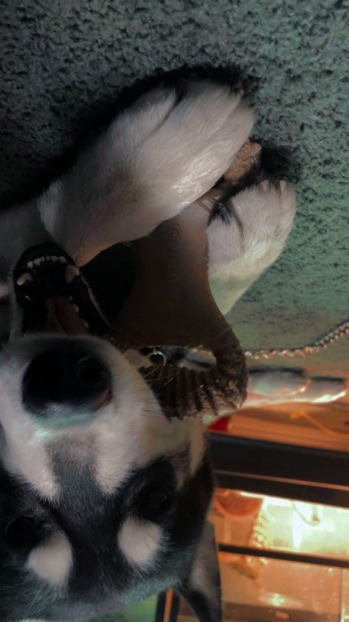 Lobo joined the competition — help win amazing prizes! carnivore, chest, companion_dog, dalmatian, dog, dog_breed, eyelash, eyewear, fawn, foot, fur, human_body, human_leg, jaw, nose, snout, sunglasses, terrestrial_animal, whiskers, working_animal
