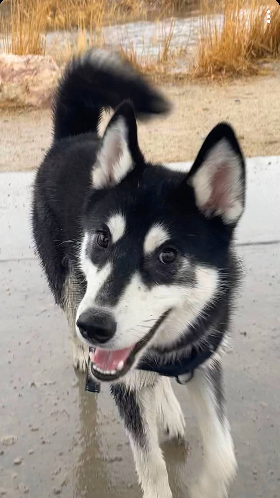 Lobo is registered to the contest to win money with this photo: ancient_dog_breeds, canidae, carnivore, companion_dog, dog, dog_breed, fur, jaw, non_sporting_group, siberian_husky, sled_dog, snout, sporting_group, terrestrial_animal, whiskers, working_animal, working_dog