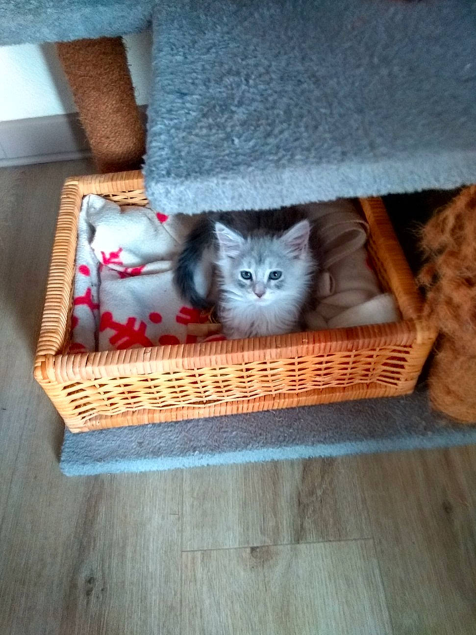 Poussière participe au concours pour gagner de l'argent avec cette photo : box, british_shorthair, carnivore, cat, cat_bed, domestic_short_haired_cat, felidae, kitten, small_to_medium_sized_cats, whiskers, wood