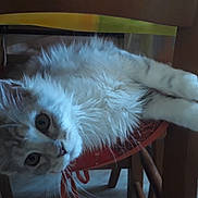 Poussière participe au concours pour gagner de l'argent avec cette photo : american_curl, british_longhair, carnivore, cat, claw, domestic_long_haired_cat, felidae, fur, kitten, mammal, norwegian_forest_cat, ojos_azules, persian, ragamuffin, ragdoll, small_to_medium_sized_cats, tail, turkish_angora, turkish_van, whiskers