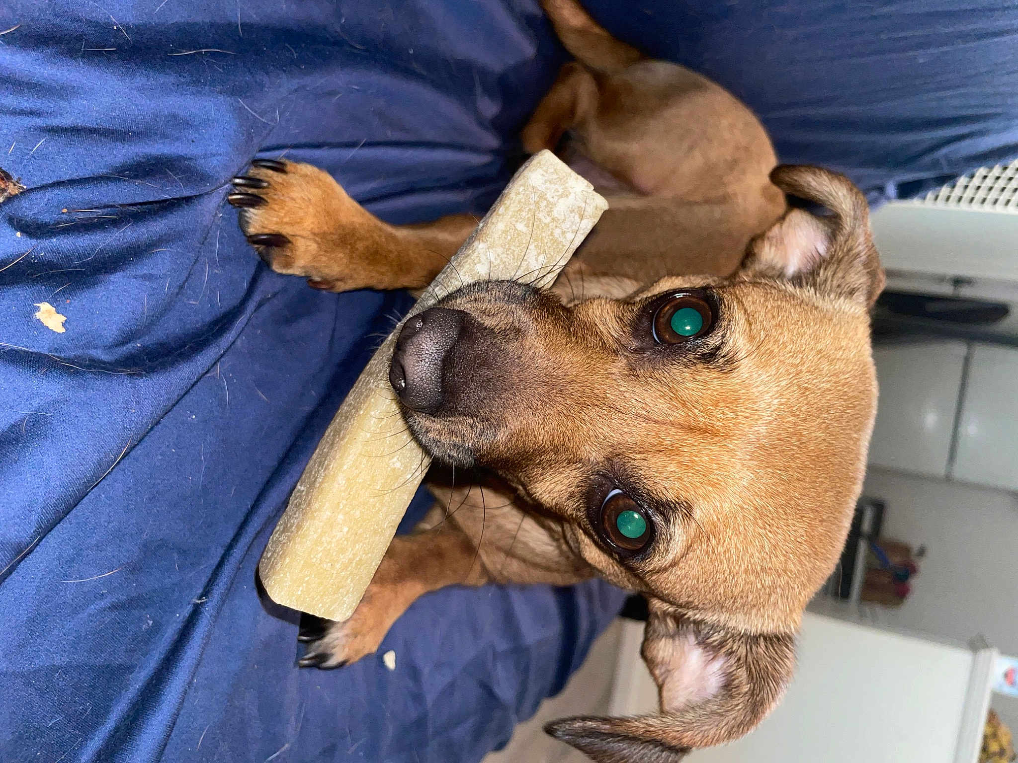 Cara