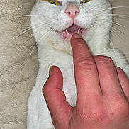 Kitkat is registered to the contest to win money with this photo: animal, cat, closeup, couch, feline, finger, fur, hand, human, indoor, nose, orange_patches, paw, pet, playing, relaxed, squinting_eyes, teeth, whiskers, white_cat